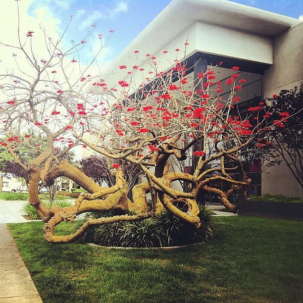 The Ever-blooming Bloomies Tree! Photograph by Chelsea Daus