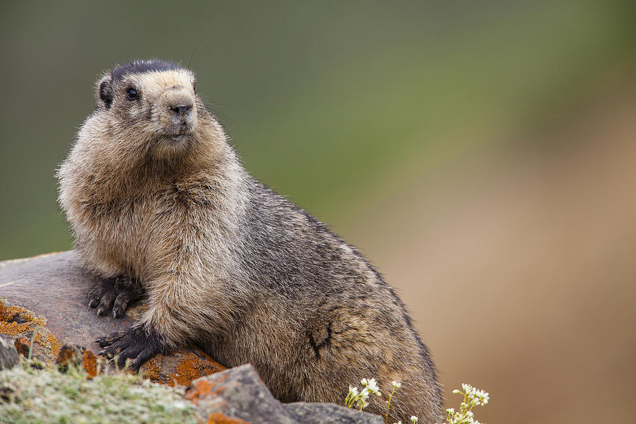 The Ever Cautious Marmot Photograph by Tim Grams - Fine Art America