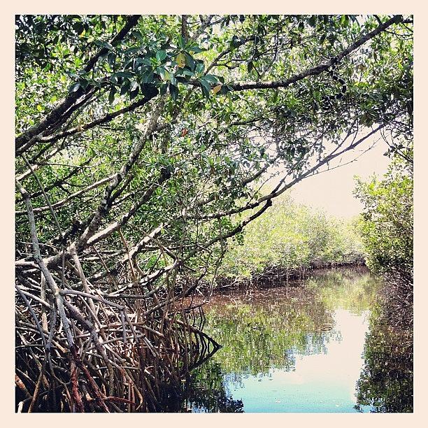 Summer Photograph - The Everglades #water #trees #swamp by Sebastiaan Van der Graaf