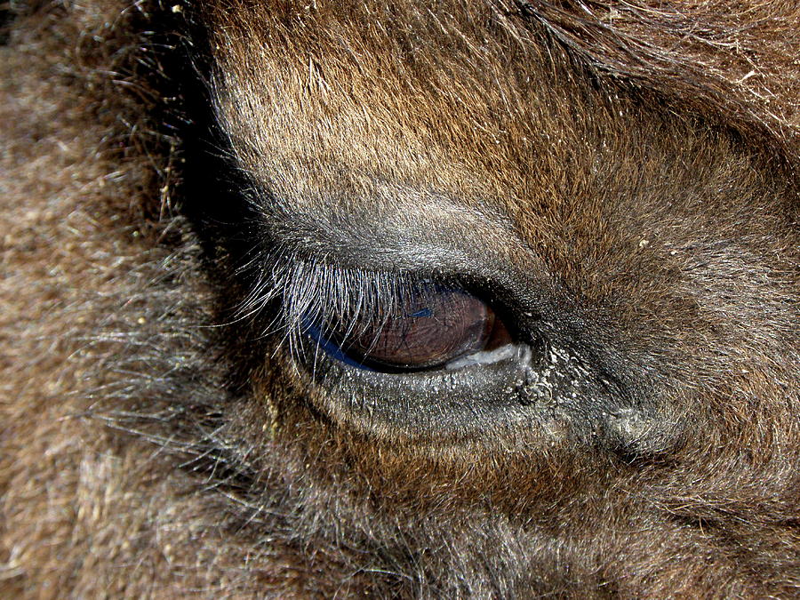 the eye of a Bison Photograph by Kim Galluzzo Wozniak