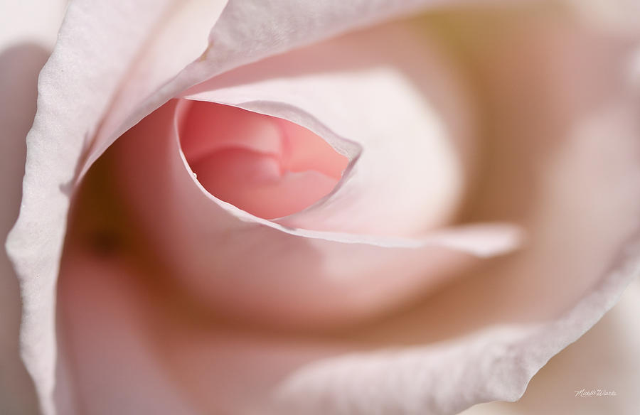 The Eye of a Rose Photograph by Michelle Constantine