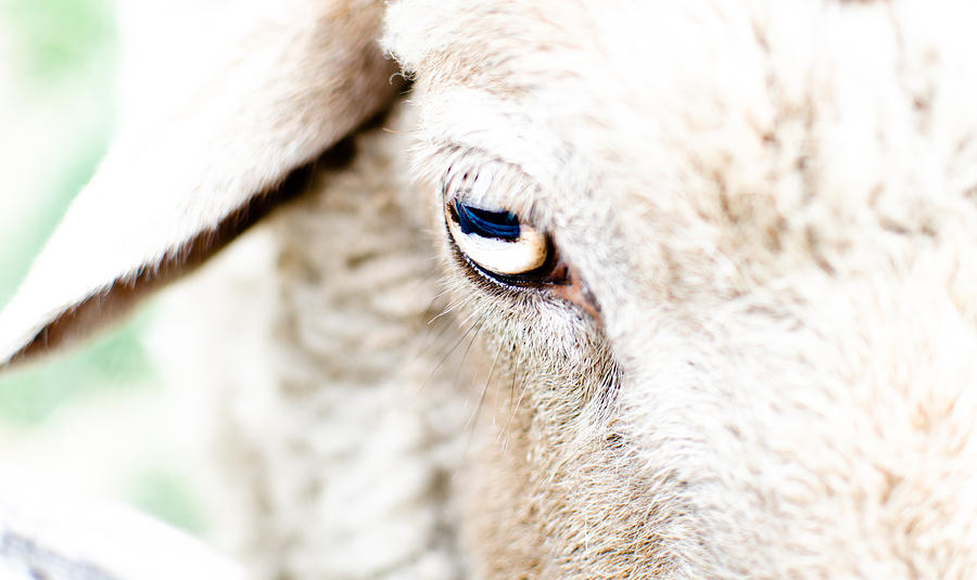 The Eye of a Sheep Photograph by Swift Family Fine Art America