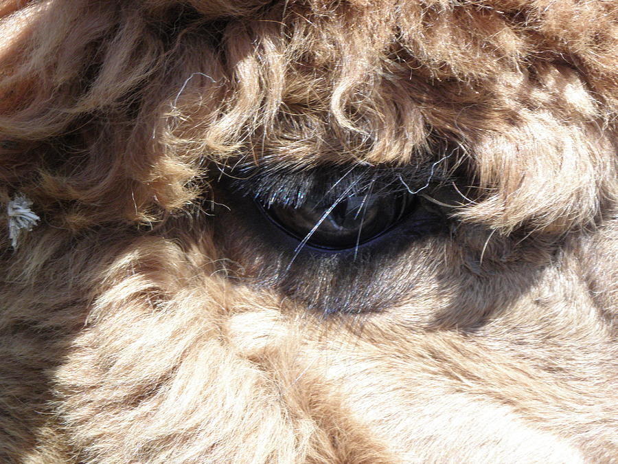The Eye of an Alpaca Photograph by Kim Galluzzo Wozniak
