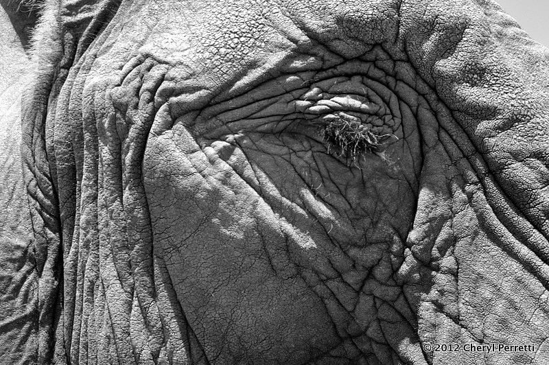 The Eye of an Elephant Photograph by Cheryl Perretti - Fine Art America