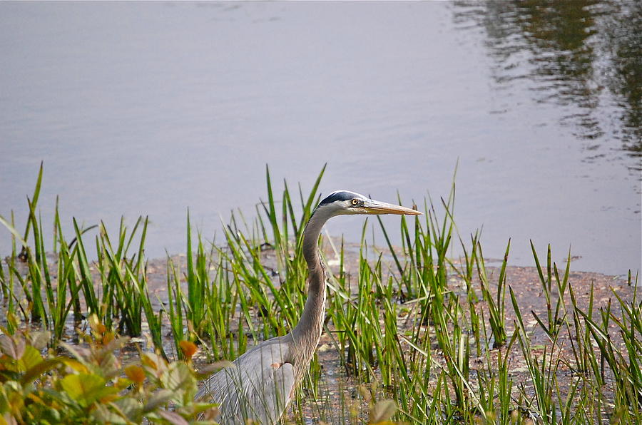 The Eye of the Heron Photograph by Mary McAvoy