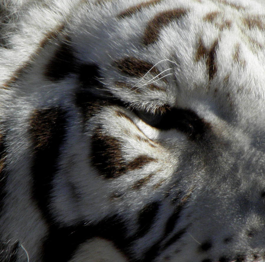 The Eye Of The Tiger Photograph by Kim Galluzzo