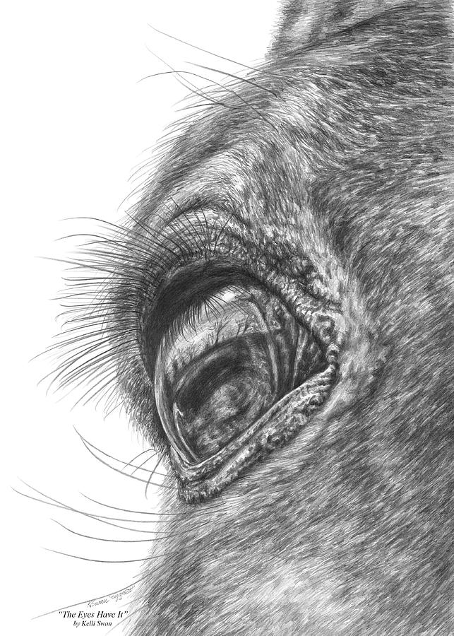 The Eyes Have It - Horse Portrait Closeup Print Drawing by Kelli Swan
