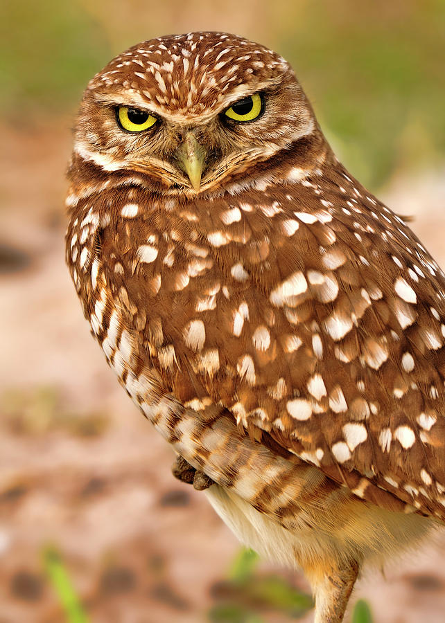 The eyes of a Burrowing Owl Photograph by Bill Dodsworth