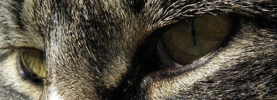 The Eyes Of A Hunter Photograph by Kim Galluzzo Wozniak