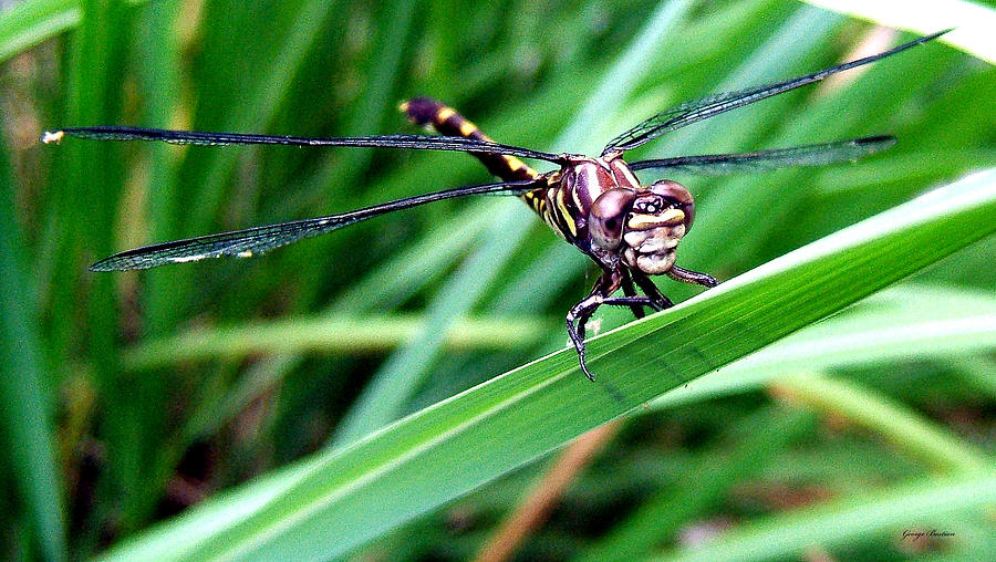 The face of a Dragonfly 02 Photograph by George Bostian