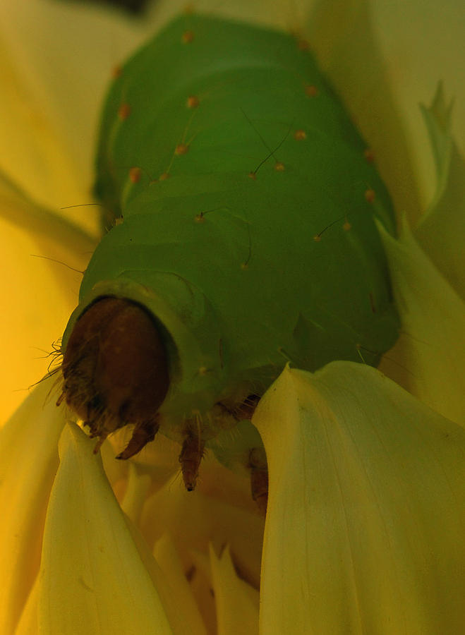 The face of a green glow worm Photograph by Michelle Cruz - Fine Art America