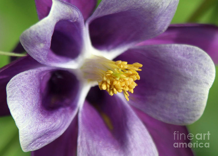 Flower Photograph - The Face of Spring by Debra Straub