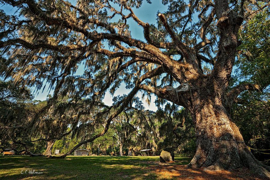 The Fairchild Oak Photograph by Christopher Holmes