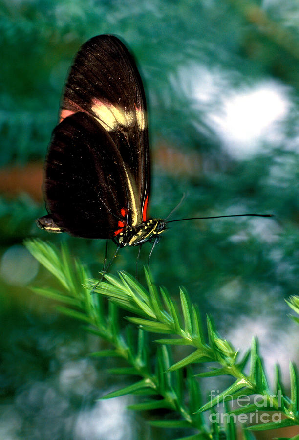 The False Postman Butterfly Photograph by Terry Elniski