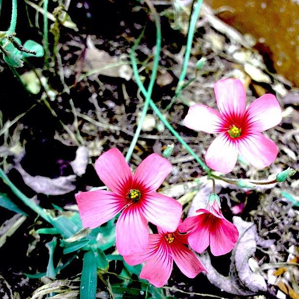 Flower Photograph - The Fam #thefam #flowers #pink by Sara Jones