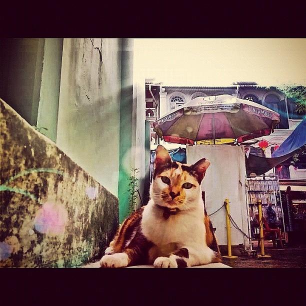 Cat Photograph - The Fat Chinatown Cat... Always So Lazy by Szu Kiong Ting