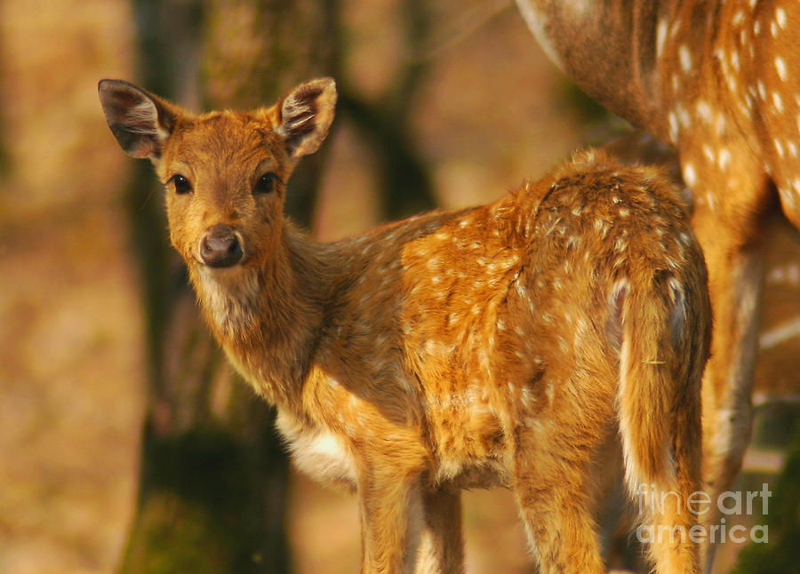 The Fawn Photograph by Paul Topp