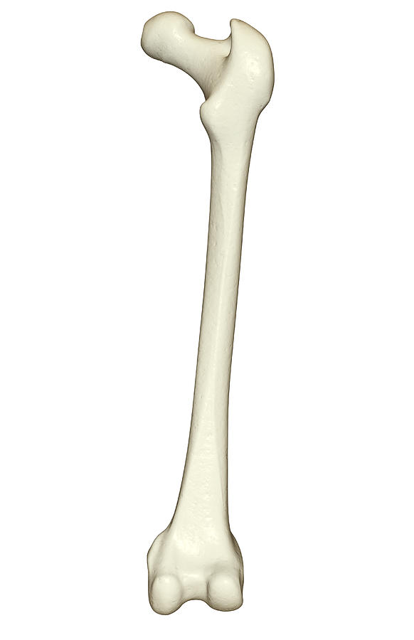 The Femur by MedicalRF.com