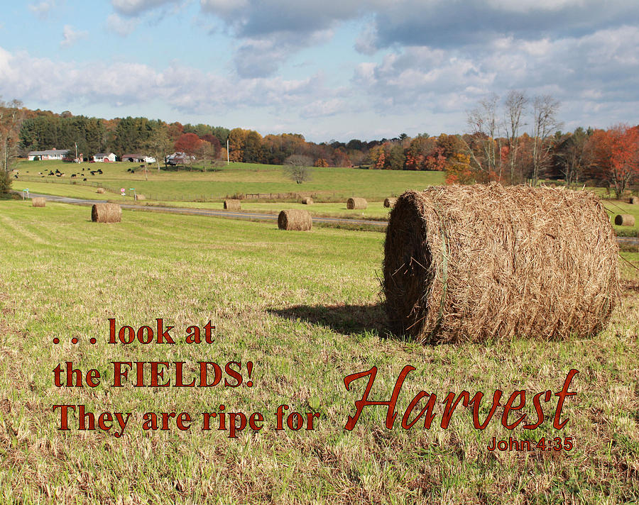 The Fields are Ripe for Harvest Photograph by Vickie Glenn