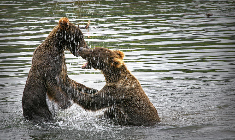 The Fight Photograph by Ronald Lafleur | Fine Art America