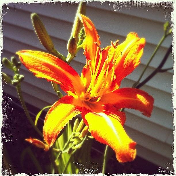 The First Of My Orange Lilies In Photograph by Shawn Augustine