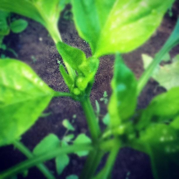 The First Peppers Are Starting As Well Photograph by Daniel Colangelo