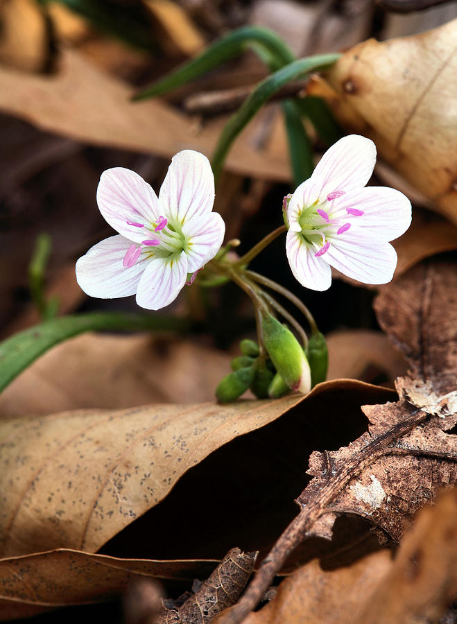 Spring Photograph - The First Signs by JC Findley