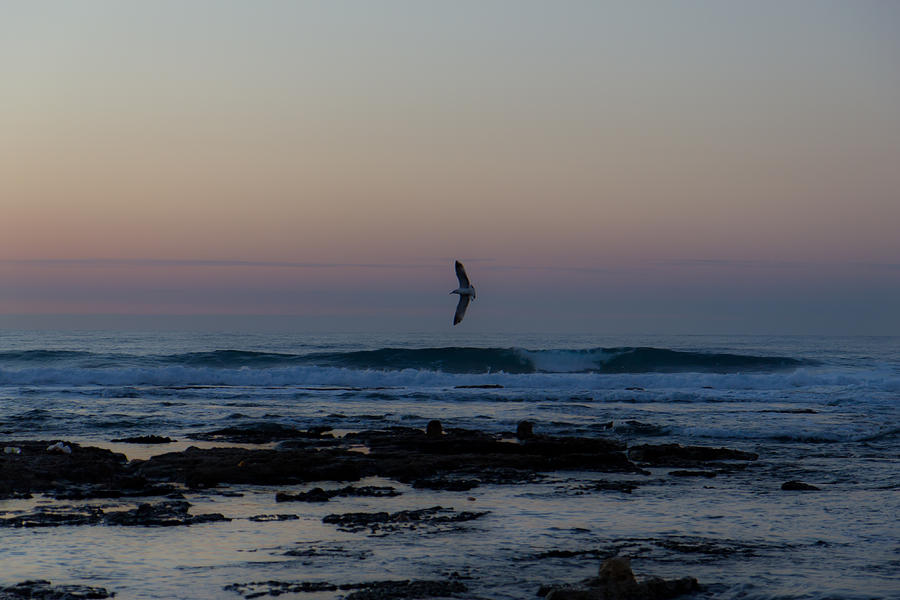 Sunset Photograph - The Flight by Nadya Ost