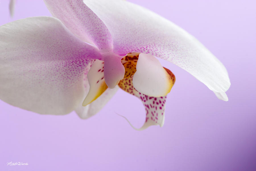 Orchid Photograph - The Flirtatious Orchid by Michelle Constantine