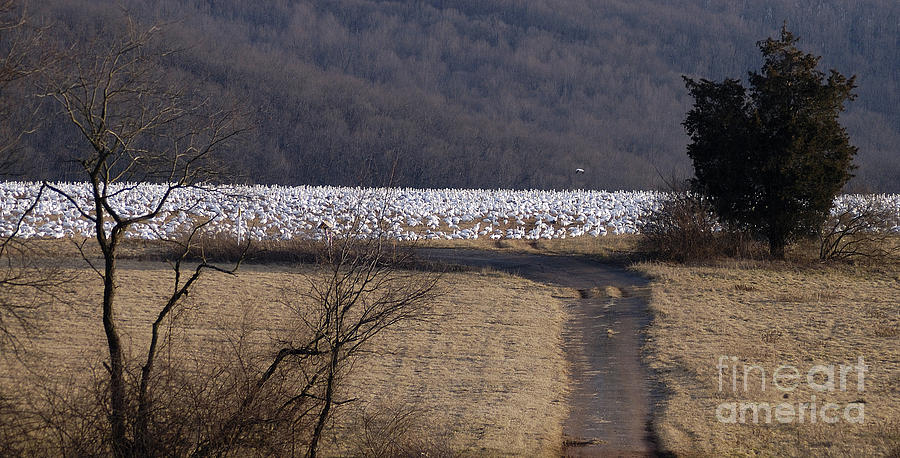 The Flock Photograph by Vilas Malankar