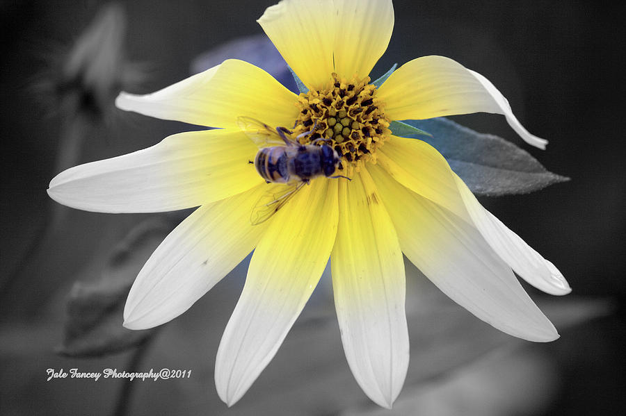 The Flower and the Bee Photograph by Jale Fancey