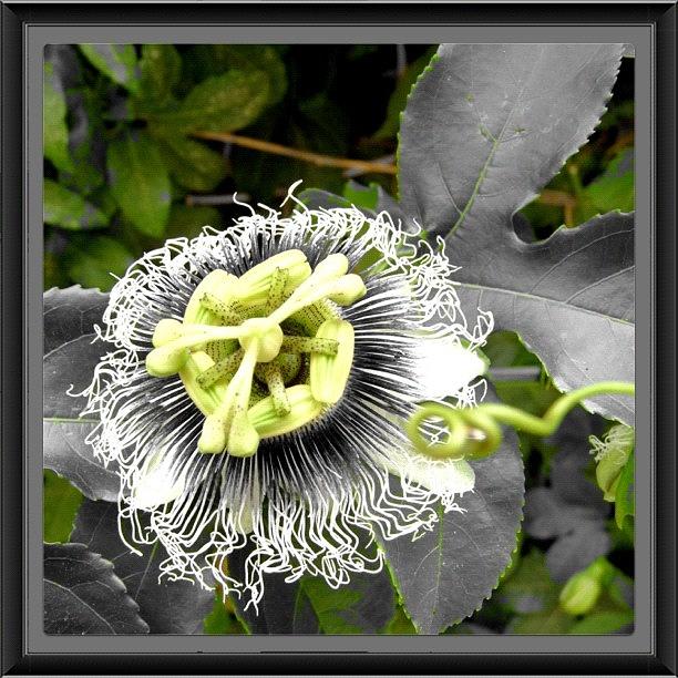 The Flower Of The Passion Fruit! Photograph by Rosa Beja