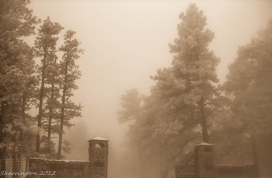 The Fog Photograph by Shannon Harrington