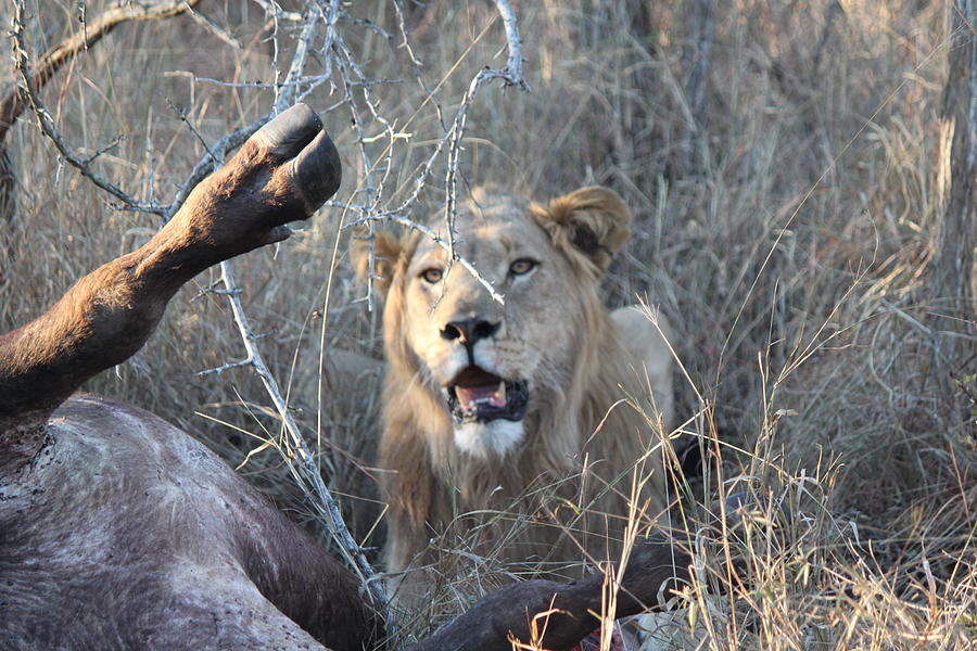 The Food Chain Photograph by Kristen Macks - Pixels