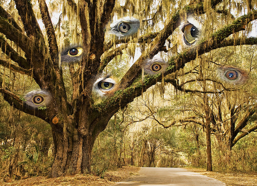 The Forest Has Eyes Photograph by Betty Eich