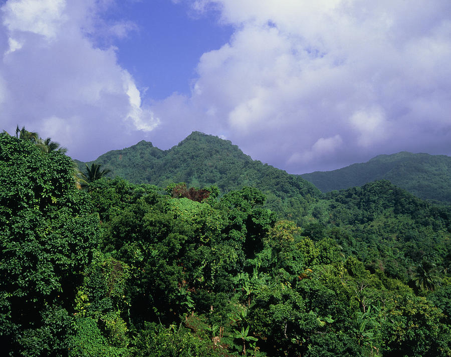 Forest Photograph - The Forests Of Grenada by David Parker
