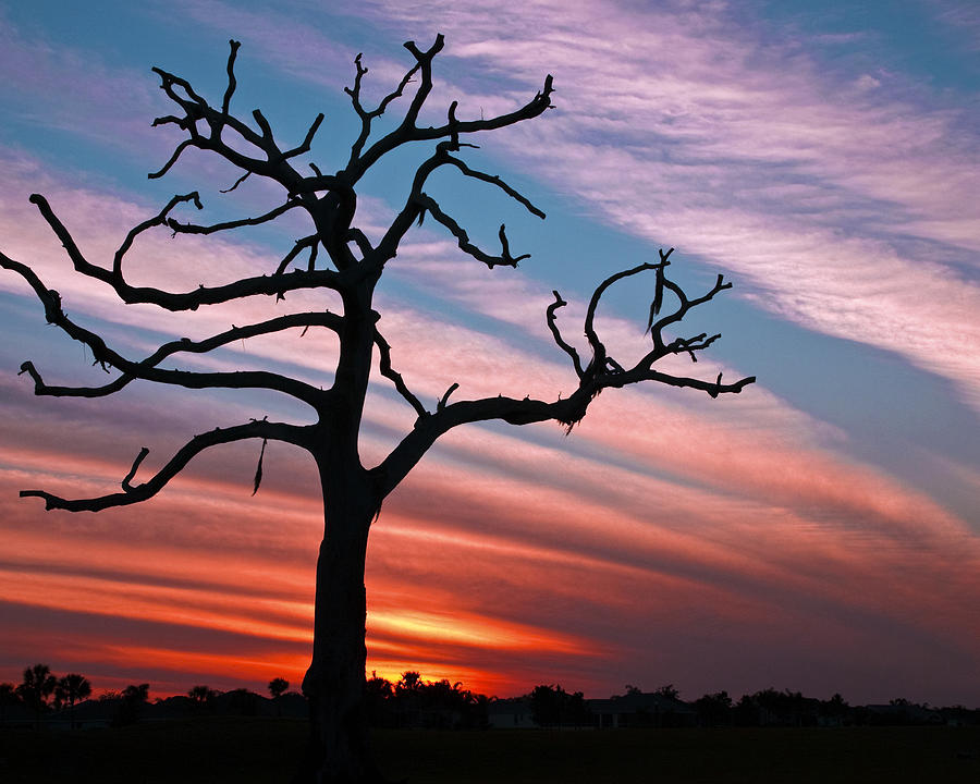 The Formerly Live Oak at Sunset Photograph by Betty Eich