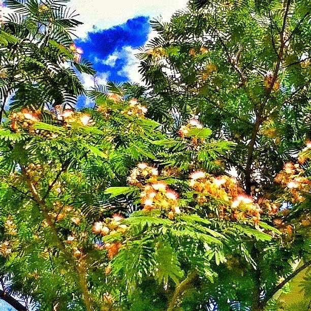 The Formosa Tree Behind My House Is Photograph by Aaron Justice