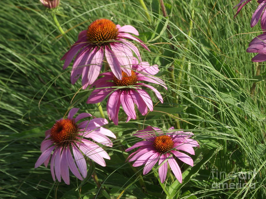 Flower Photograph - The Four of US by Gary Zimmerman