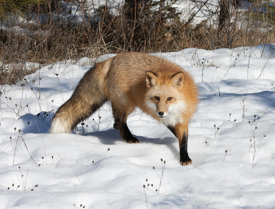 Winter Photograph - The Fox Prince by Dewain Maney