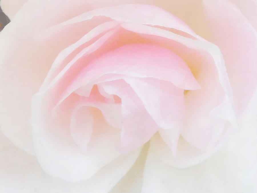 Spring Photograph - The Fragile Rose by Steve Taylor