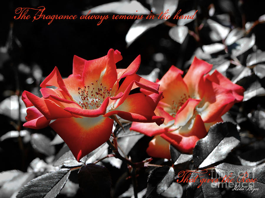 The Fragrance always remains Photograph by Karen Lewis