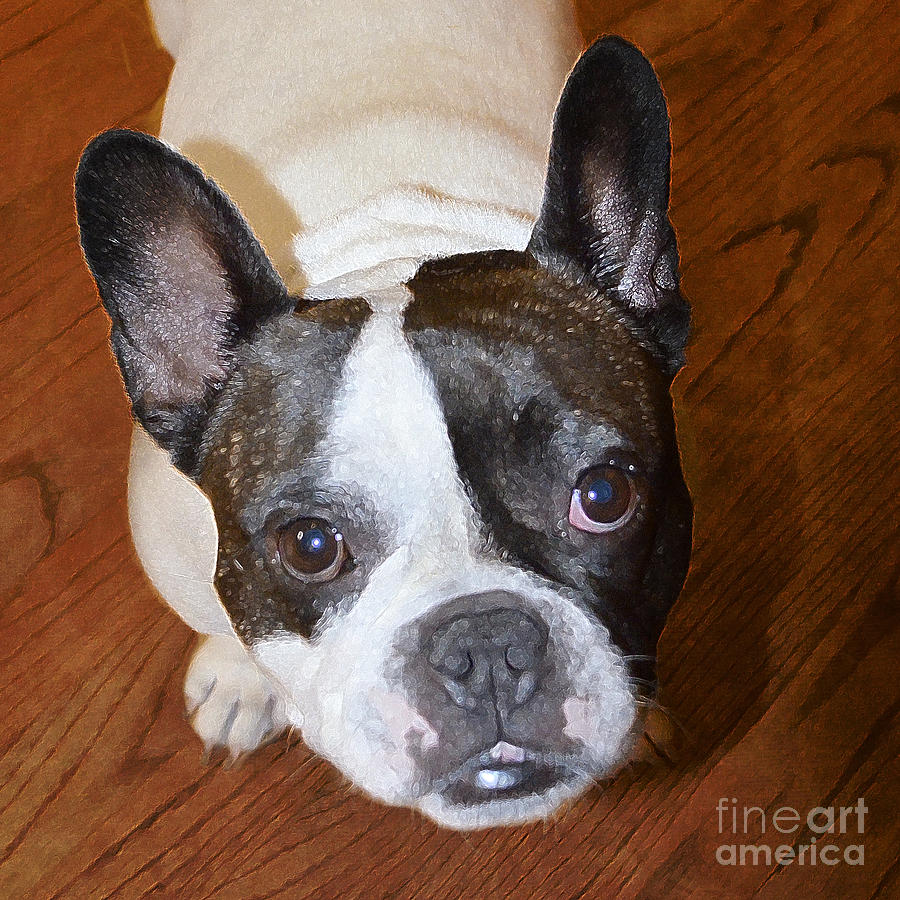 The French Bulldog Photograph by Mary Machare