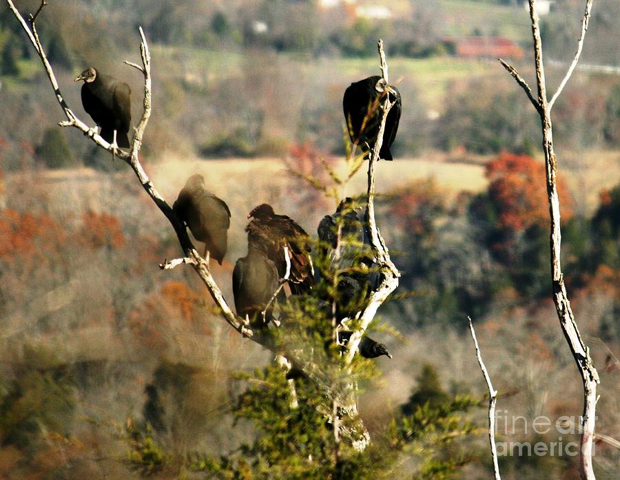 The Gathering Photograph by Gina Collins Fine Art America