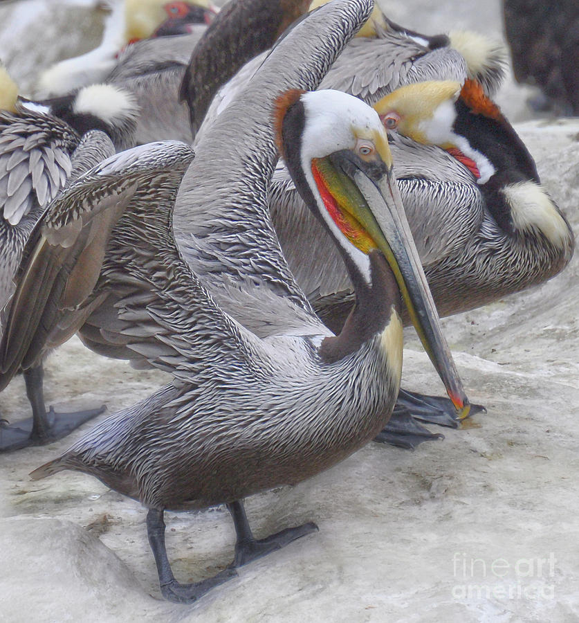 Pelican Photograph - The Gathering  by Judy Grant