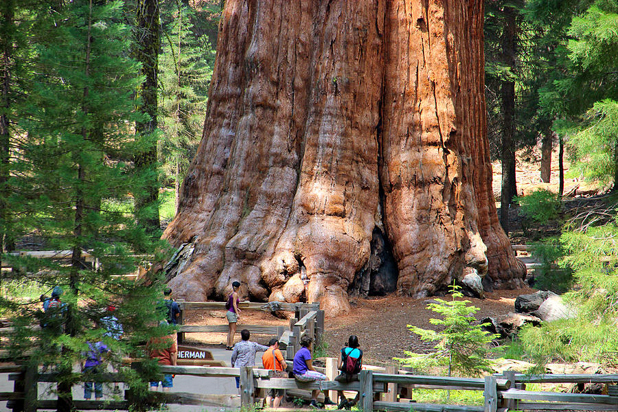 The General Sherman Photograph by Heidi Smith