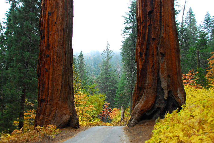 The Giants of the Forest Photograph by Lynn Bauer