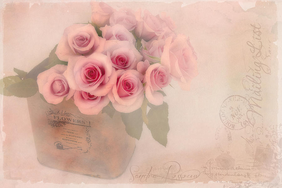 Rose Photograph - The Gift of Love  by Sandra Rossouw