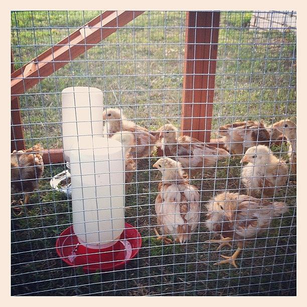 Chicken Photograph - The Girls Are Liking Their Pen by Angie Davis