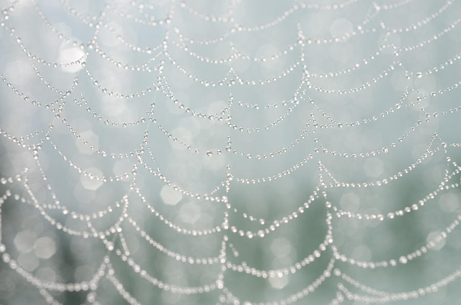 The Glistening Spiders Web Photograph by Margaret Pitcher